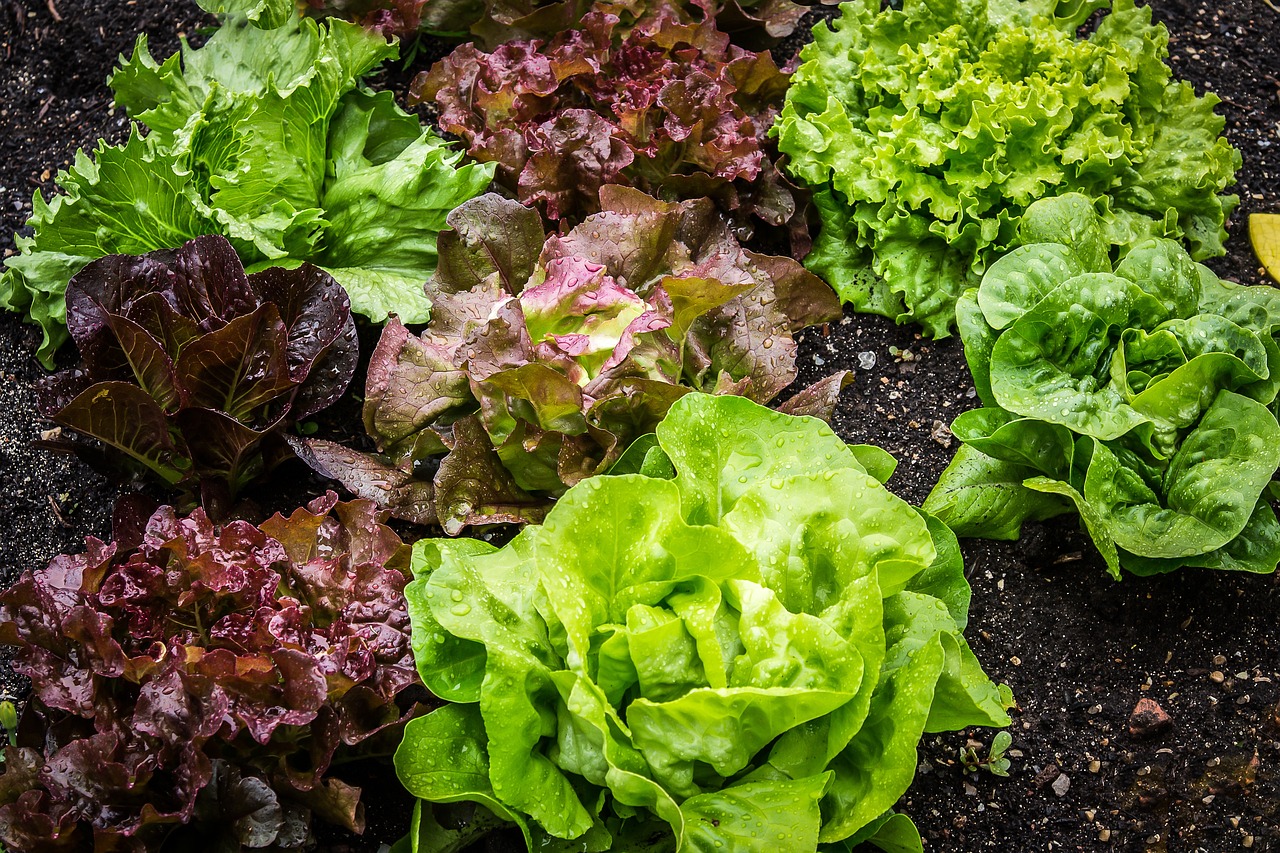 salata