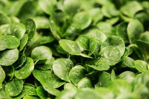 salata