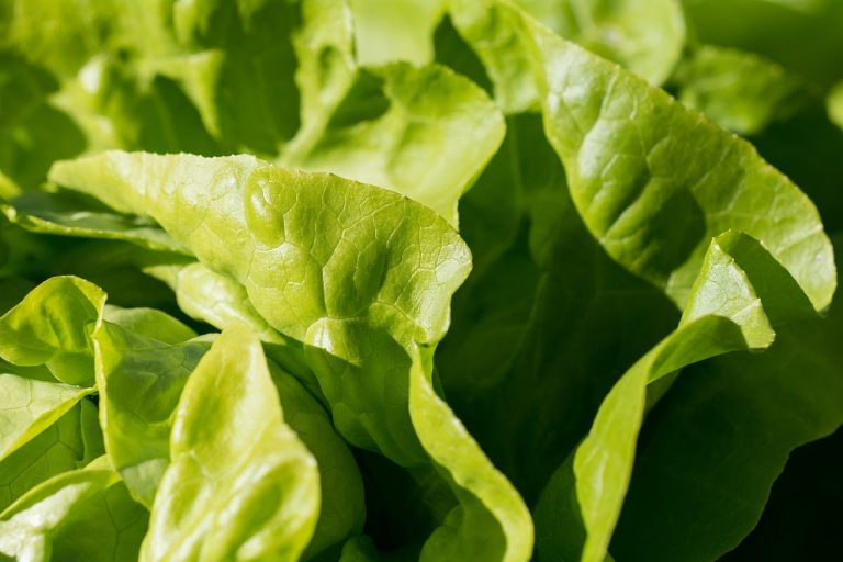 salata