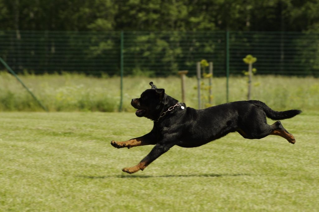 Rottweiler: Protectorul Devotat - Totul Despre Aceasta Rasa Impunatoare
