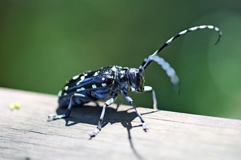 9 vita ingrasa