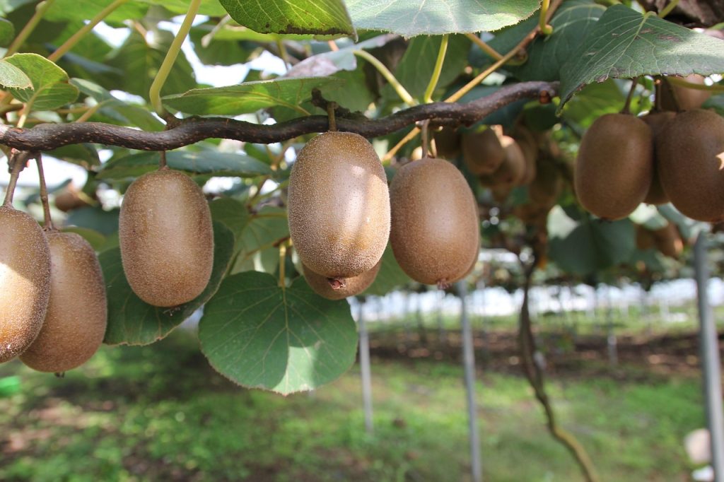 fructul kiwi ingrasa