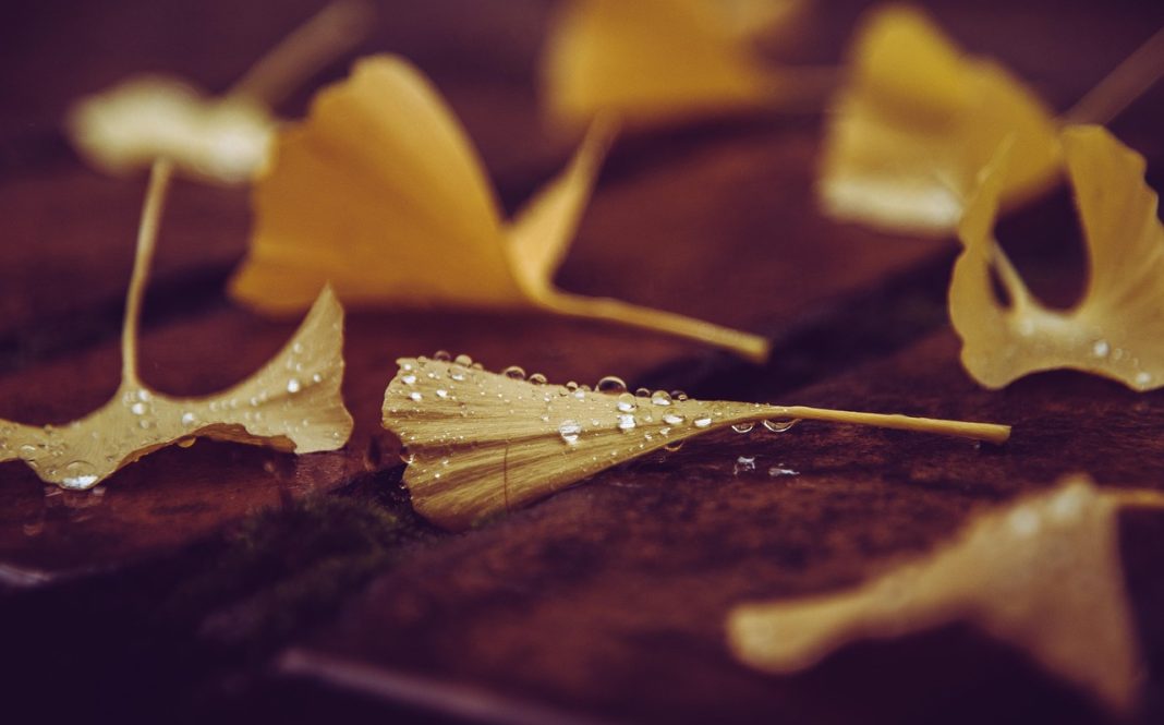 ginkgo biloba ingrasa