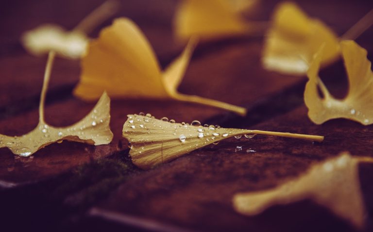 ginkgo biloba ingrasa