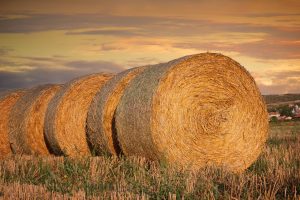 arpacasul fiert ingrasa