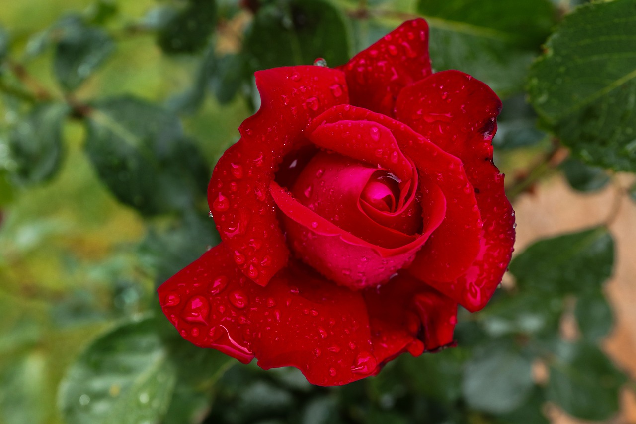 ce inseamna sa ai cununiile legate