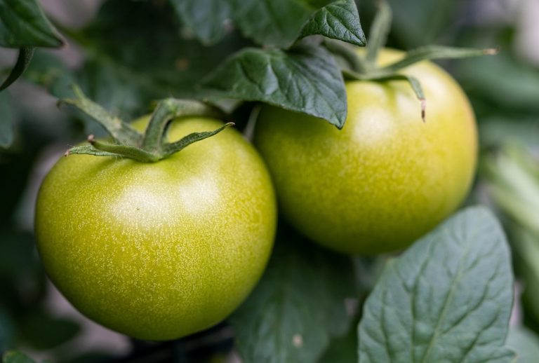 cate calorii trebuie sa mananci pe zi in functie de greutate