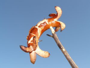 cate calorii are un hotdog de la profi